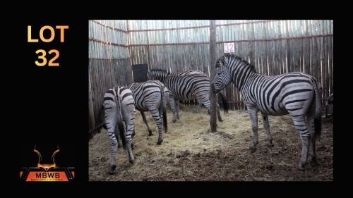 LOT 32 5X ZEBRA M:1 V/F:4 (Per Piece to take the lot/Per stuk om lot te neem)