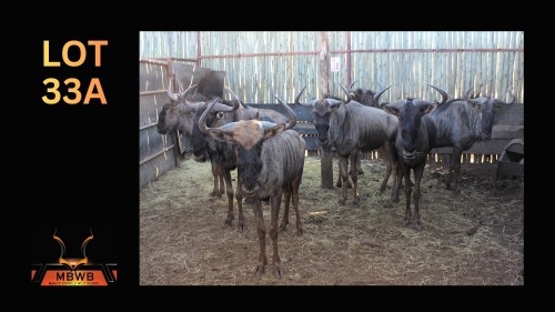 LOT 33A 7X BLOUWILDEBEES M:7 (Per Piece to take the lot/Per stuk om lot te neem)