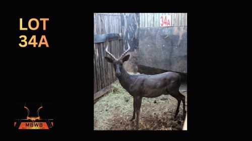 LOT 34A 1X SWART ROOIBOK M:1