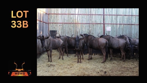 LOT 33B 7X BLOUWILDEBEES M:7 (Per Piece to take the lot/Per stuk om lot te neem)