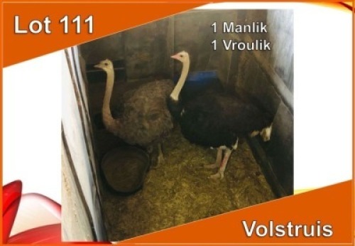 2x VOLSTRUIS/OSTRICH M:1 V/F:1 (Per stuk om lot te neem)
