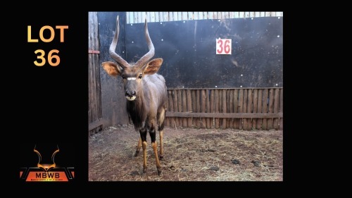 LOT 36 1X NJALA M:1
