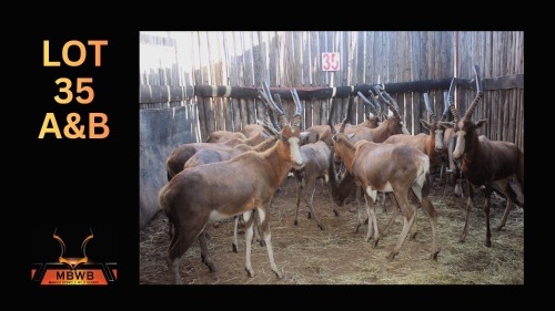 LOT 35B 7X BLESBOK M:7 (Per Piece to take the lot/Per stuk om lot te neem)