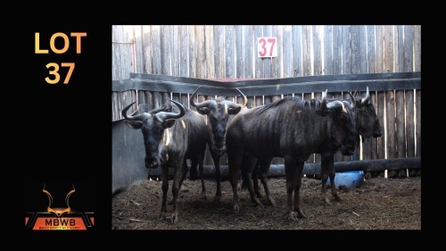 LOT 37 4X BLOUWILDEBEES M:4 (Per Piece to take the lot/Per stuk om lot te neem)