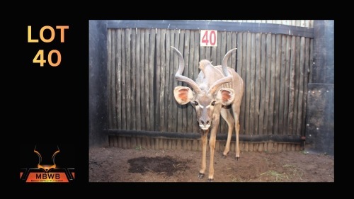 LOT 40 1X KOEDOE M:1