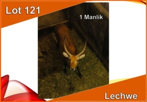 1x LECHWE M:1