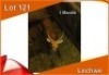 1x LECHWE M:1