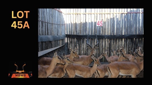 LOT 45A 14X ROOIBOK M:4 V/F:10 (Per Piece to take the lot/Per stuk om lot te neem)