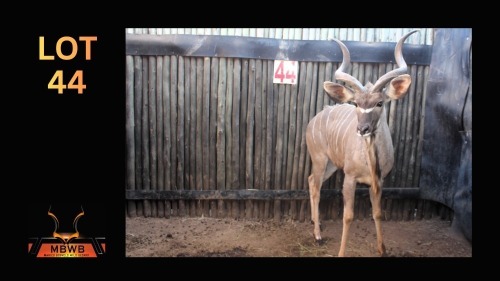 LOT 44 1X KOEDOE M:1