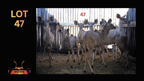 LOT 47 6X KOEDOE V/F:6 (Per Piece to take the lot/Per stuk om lot te neem)