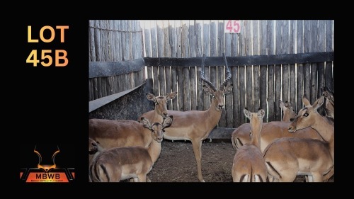 LOT 45B 1X ROOIBOK M:1
