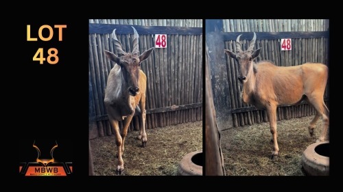LOT 48 1X ELAND M:1