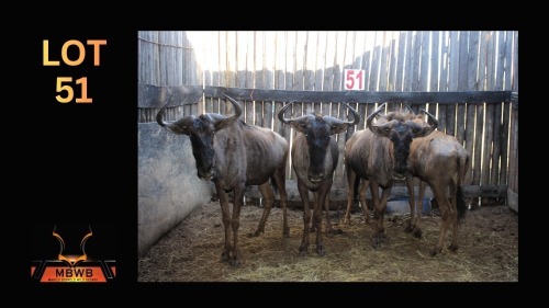 LOT 51 4X BLOUWILDEBEES M:4 (Per Piece to take the lot/Per stuk om lot te neem)