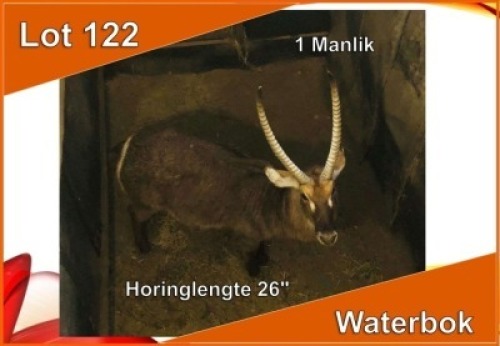 1x WATERBOK/WATERBUCK M:1 26"