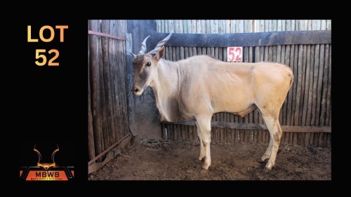 LOT 52 1X ELAND M:1