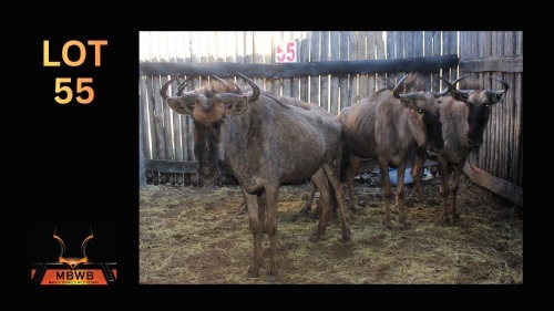 LOT 55 5X BLOUWILDEBEES M:1 V/F:4 (Per Piece to take the lot/Per stuk om lot te neem)