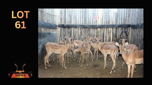 LOT 61 12X ROOIBOK M:5 V/F:7 (Per Piece to take the lot/Per stuk om lot te neem)