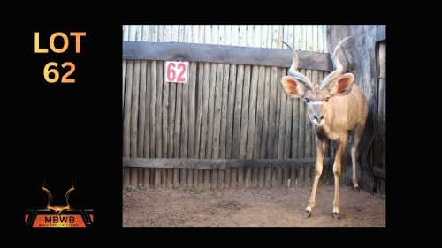 LOT 62 1X KOEDOE M:1
