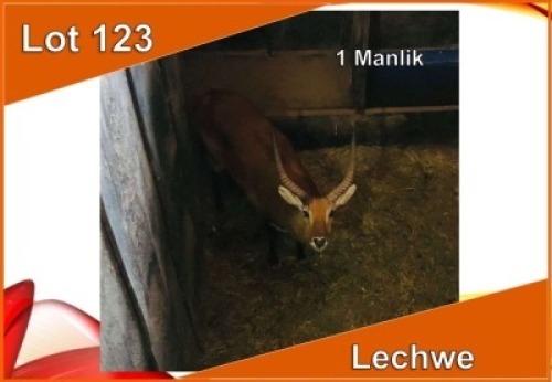 1x LECHWE M:1