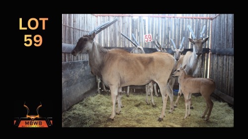 LOT 59 5X ELAND M:1 V/F:4 (Per Piece to take the lot/Per stuk om lot te neem)
