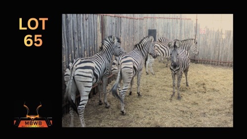 LOT 65 5X ZEBRA M:1 V/F:4 (Per Piece to take the lot/Per stuk om lot te neem)