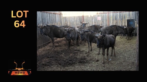 LOT 64 10X BLOUWILDEBEES M:2 V/F:4 (Per Piece to take the lot/Per stuk om lot te neem)
