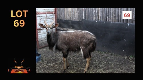 LOT 69 1X NJALA M:1