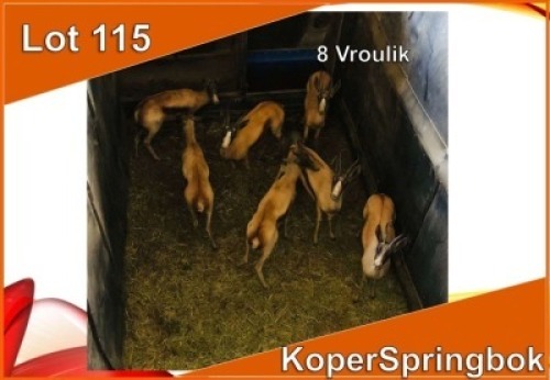 8x KOPER SPRINGBOK/COPPER SPRINGBUCK V/F:8 (Per stuk om lot te neem)
