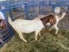 LOT 27 2X OOI/EWE BOERBOK Rhenosterhoek, Kobus van der Walt - 082926 0929 (Per stuk om lot te neem/Per Piece to take the lot) - 2
