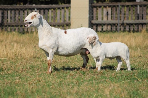 1 X MEATMASTER RECORDED EWE MODEL MEATMASTERS
