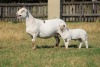 LOT 1 1+1 X MEATMASTER RECORDED GRADED EWE MODEL MEATMASTERS - 2