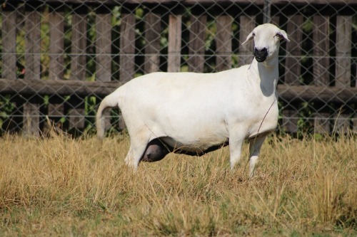 1 X MEATMASTER RECORDED EWE MODEL MEATMASTERS
