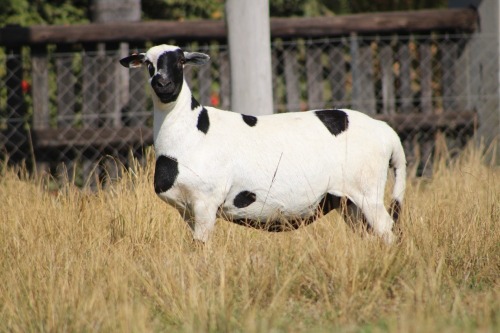 1 X MEATMASTER NOT RECORDED EWE JACO VD MERWE BOERDERY