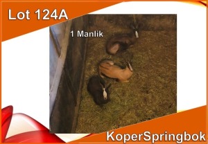 1x KOPER SPRINGBOK/COPPER SPRINGBUCK M:1