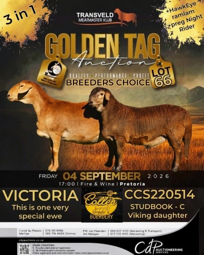 1+1 X MEATMASTER RECORDED EWE COLLEN BOERDERY