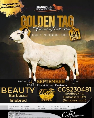 1 X MEATMASTER RECORDED EWE COLLEN BOERDERY