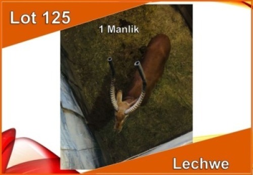 1x LECHWE M:1