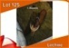 1x LECHWE M:1