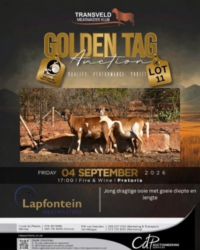 1 X MEATMASTER NOT RECORDED EWE LAPFONTEIN MEATMASTERS
