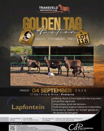 1 X MEATMASTER NOT RECORDED EWE LAPFONTEIN MEATMASTERS