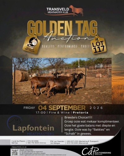1 X MEATMASTER NOT RECORDED EWE LAPFONTEIN MEATMASTERS