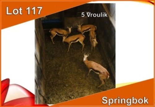 5x SPRINGBOK/SPRINGBUCK V/F:5 (Per stuk om lot te neem)