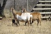 LOT 19A WITHDRAWN - 1 X MEATMASTER NOT RECORDED EWE VOORWAARTS BOERDERY - 2