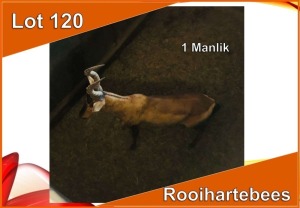 1x ROOIHARTEBEES/RED HEARTBEEST M:1