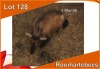 1x ROOIHARTEBEES/RED HEARTBEEST M:1