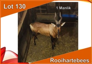 1x ROOIHARTEBEES/RED HEARTBEEST M:1