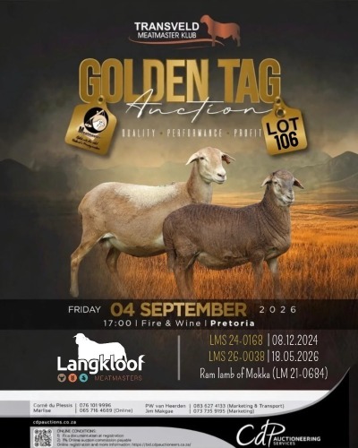 1+1 X MEATMASTER RECORDED EWE LANGKLOOF GAME FARM