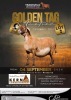 LOT 2 1 X MEATMASTER RECORDED GRADED PREGNANT EWE KERN MEATMASTERS - 2