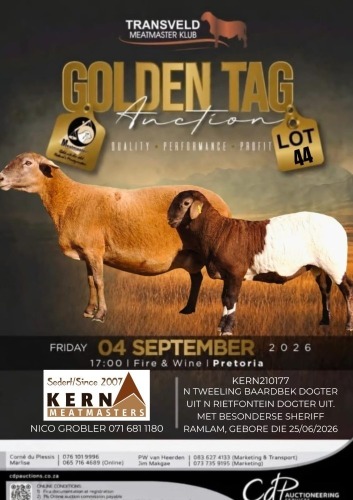 1+1 X MEATMASTER RECORDED EWE KERN MEATMASTERS