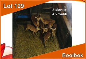 7x ROOIBOK/IMPALA M:3 V/F:4 (Per stuk om lot te neem)